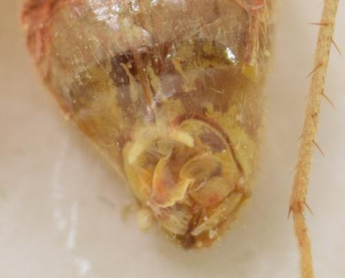Réf. 263 705 : Phytocoris insignis